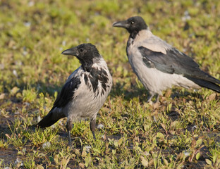 crow on the river bank