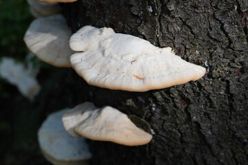 white mushrooms on a tree in the forest