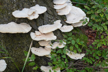 white mushrooms on a tree in the forest