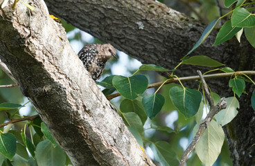 Common starling (Sturnus vulgaris) on a tree. summer