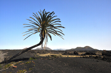 Single palm tree in width of black lava soil on Lanzarote, Spain