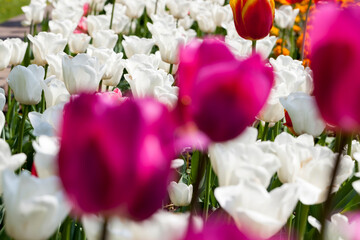 garden with tulips in the summer season