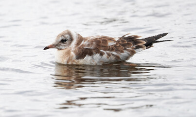 chick seagull on the river bank. summer