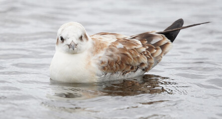 chick seagull on the river bank. summer