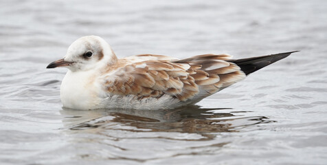 chick seagull on the river bank. summer