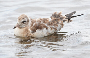 chick seagull on the river bank. summer