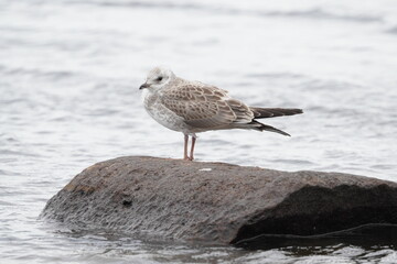 chick seagull on the river bank. summer