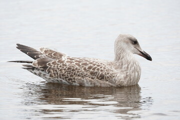 chick seagull on the river bank. summer