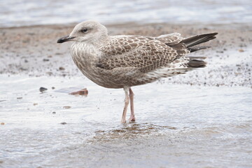 chick seagull on the river bank. summer