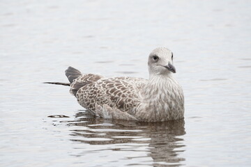 chick seagull on the river bank. summer