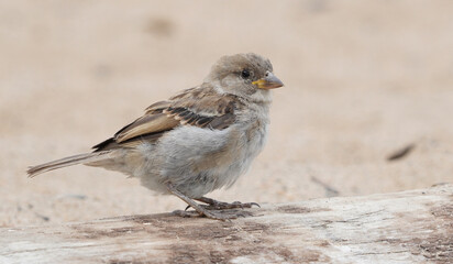 sparrow on the beach. summer