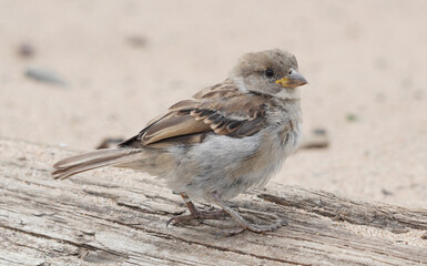 sparrow on the beach. summer