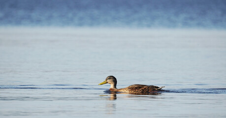 duck on the river. summer