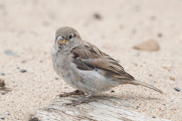sparrow on the beach. summer