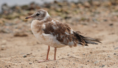 chick seagull on the river bank. summer