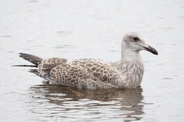 chick seagull on the river bank. summer