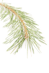 Fototapeta premium spruce branches on a white background