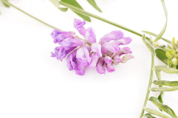 flower mouse peas on a white background