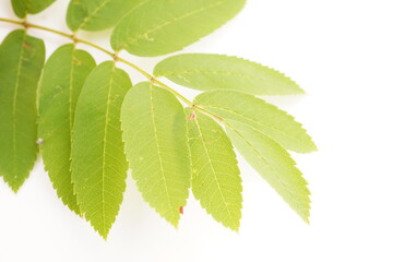 rowan leaves on white background
