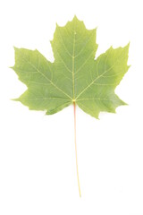 green leaves of rowan on a white background
