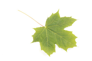 green leaves of rowan on a white background