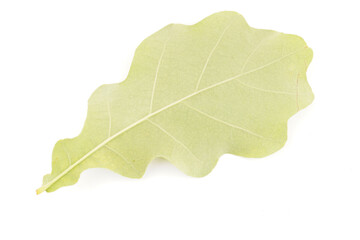 oak leaves on white background