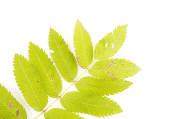 rowan leaves on white background