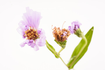 Fototapeta na wymiar purple aster flower on white background
