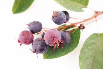 irgi berries on a white background