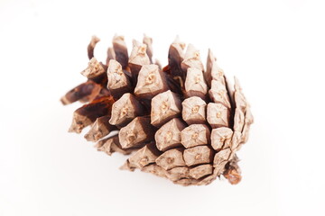 pine cone on white background