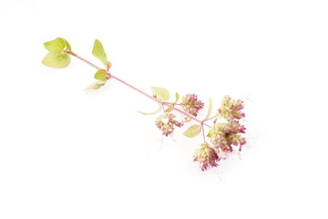 oregano flowers on white background