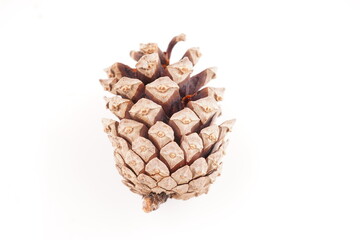 Fototapeta premium pine cone on white background