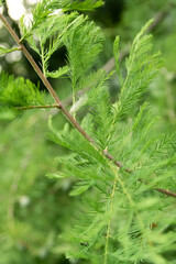 Fototapeta premium feuillage