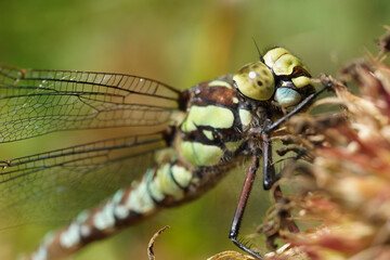 dragonfly on a plant stem. summer