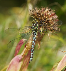 dragonfly on a plant stem. summer