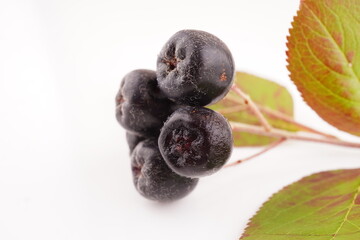 chokeberry on a white background