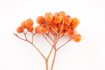 rowan berries on a white background