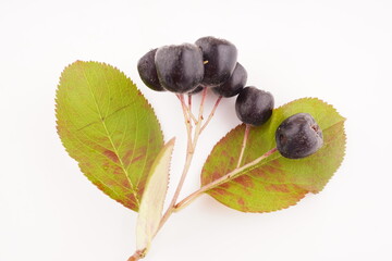 chokeberry on a white background