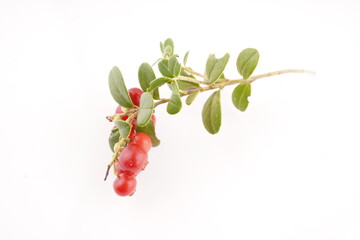 lingonberry berries on a white background