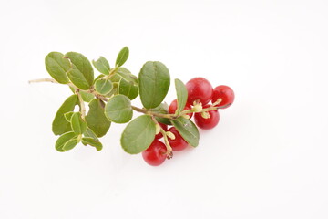 lingonberry berries on a white background
