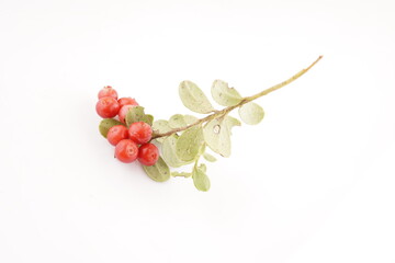 lingonberry berries on a white background