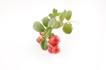 lingonberry berries on a white background