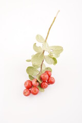 lingonberry berries on a white background