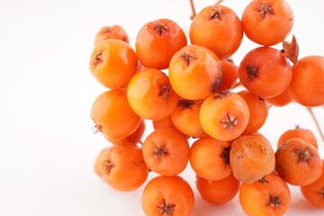 rowan berries on a white background