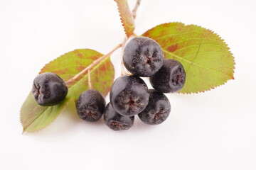 chokeberry on a white background