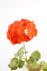 geranium flowers on white background