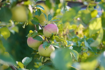 beautiful apples on the branches. autumn