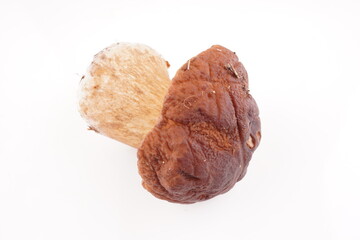 beautiful mushrooms on a white background