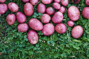pink potatoes on green grass