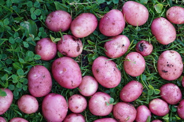 pink potatoes on green grass